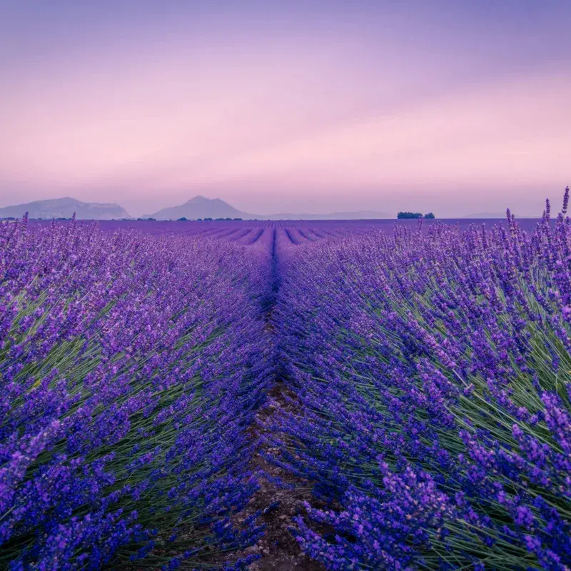 provenza